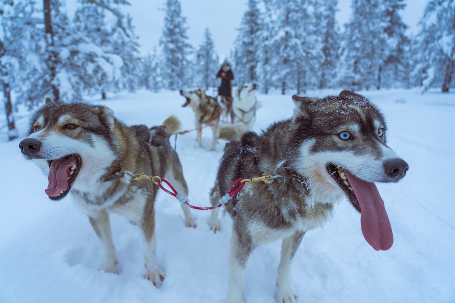 Chiens de traineau en Laponie