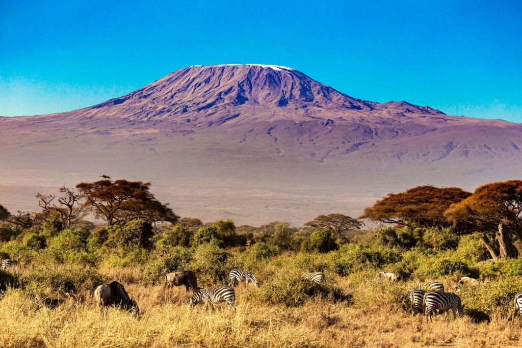 Mont Kilimandjaro en Tanzanie avec ses zèbres dans la savance
