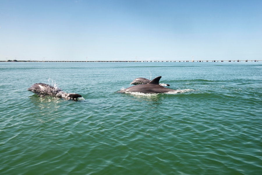 Excursion nage avec les dauphins cuba