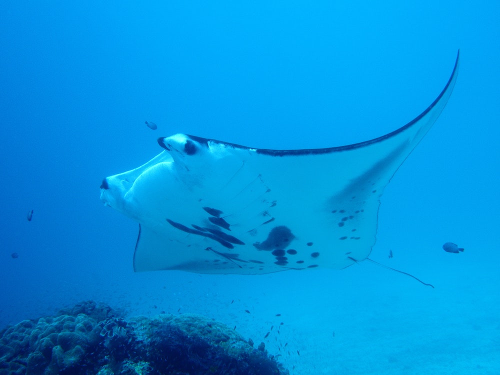 Raie Manta en Polynésie française