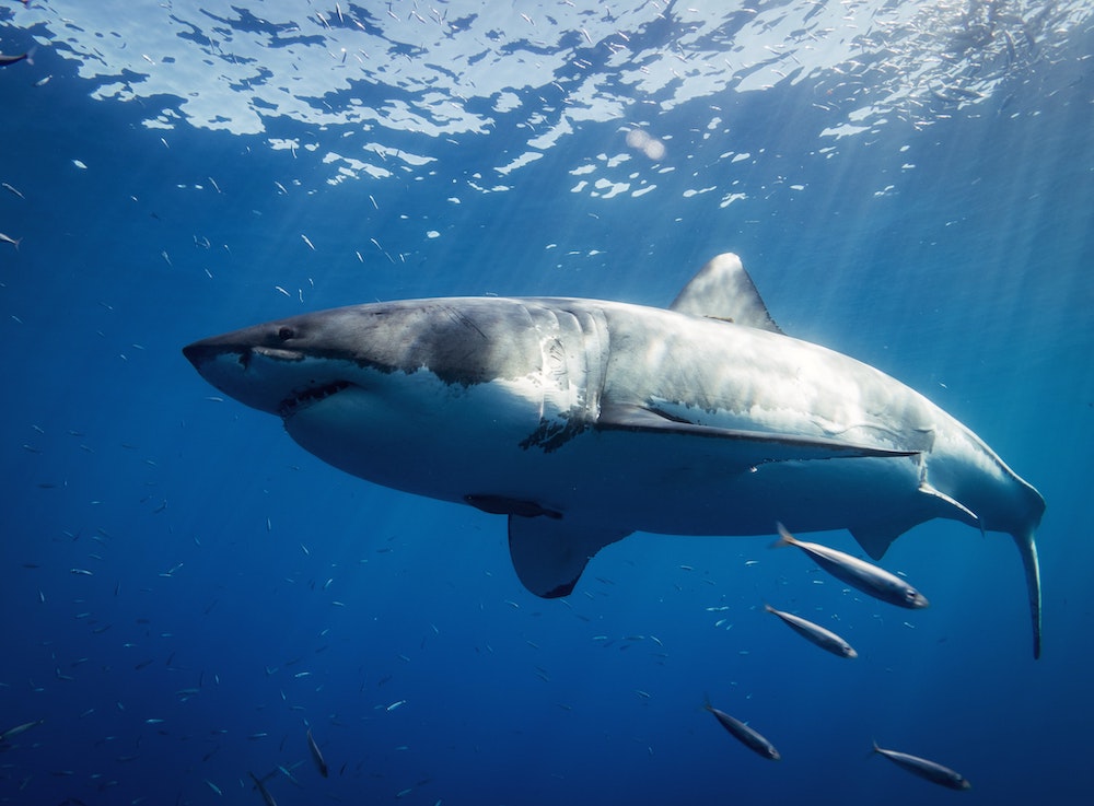 Requins aux Maldives