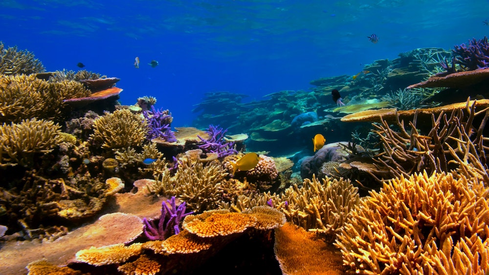 Récif corail Trou Bleu Bélize, spot de plongée