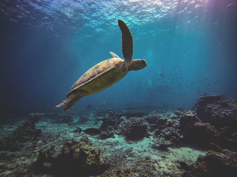 Tortue dans les eaux de l'île de sipadan en Malaisie