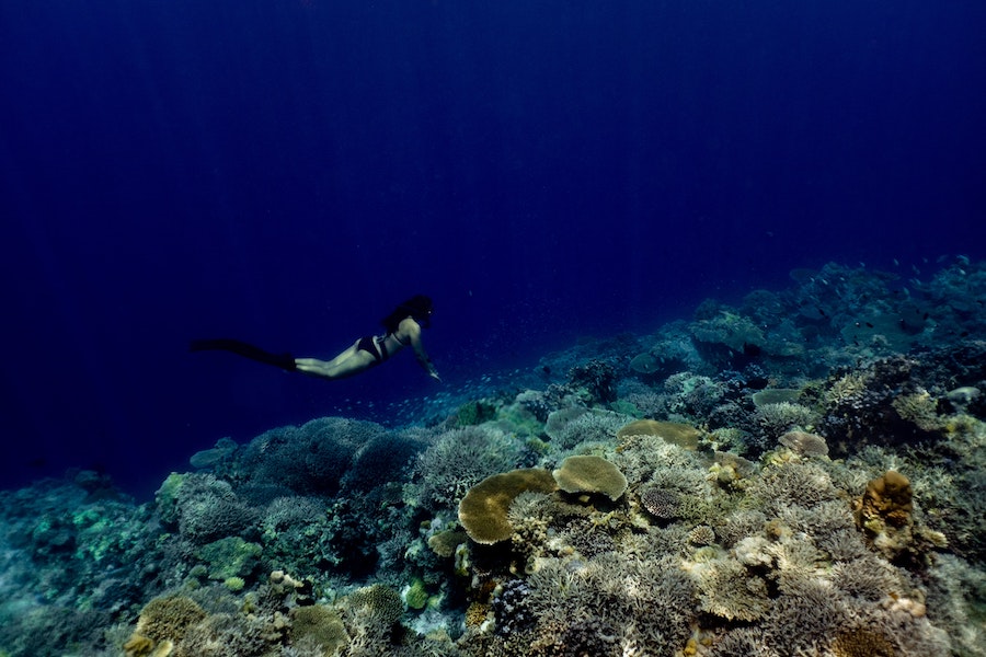 Femme qui fait de la plongée à Apo Reef aux Philippines