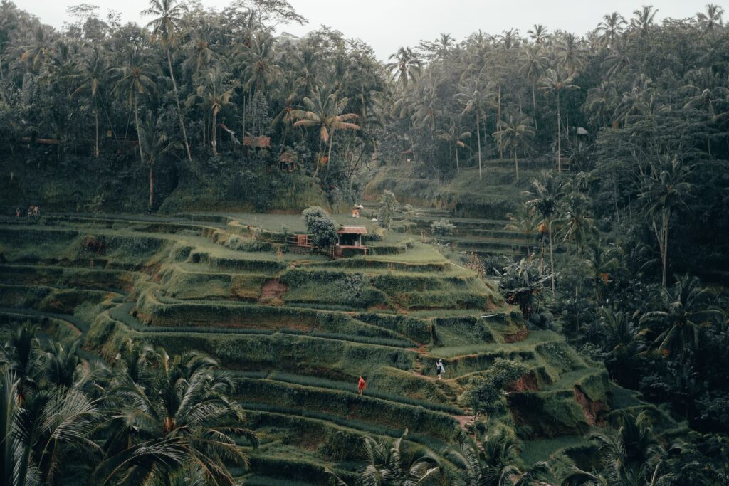 Rizières en terrasse dans la jungle de Bali en Indonésie