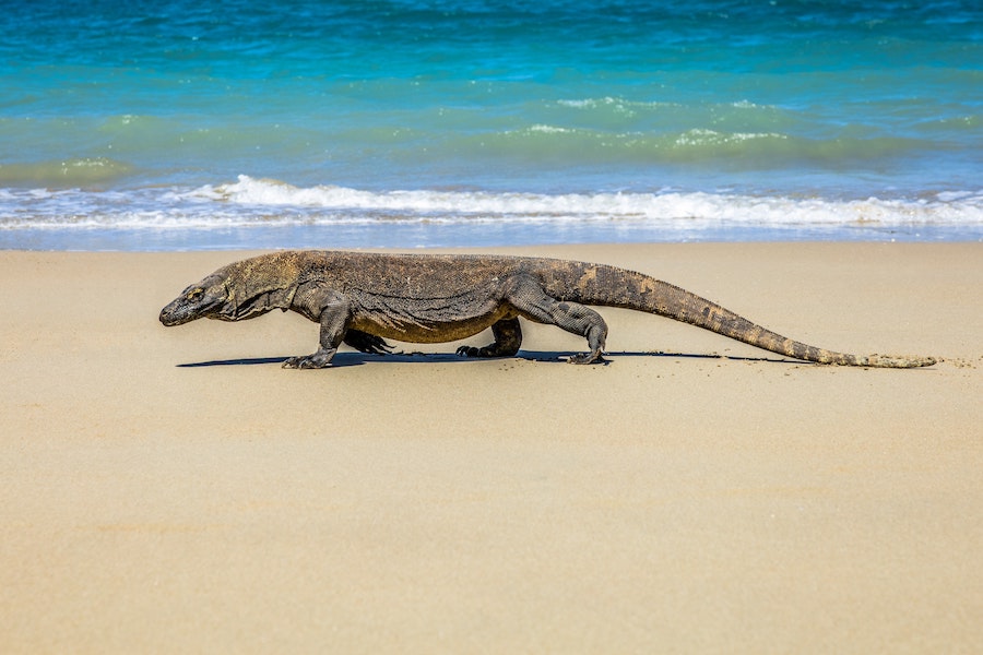 Dragon de Komodo sur la plage en Indonésie