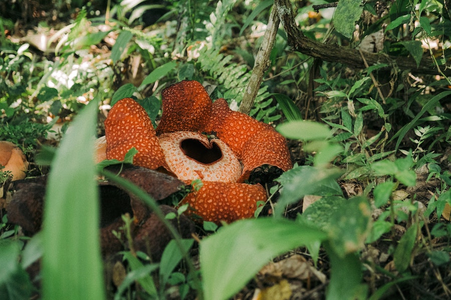 Fleur Rafflesia dans la forêt de l'île de Sumatra en Indonésie