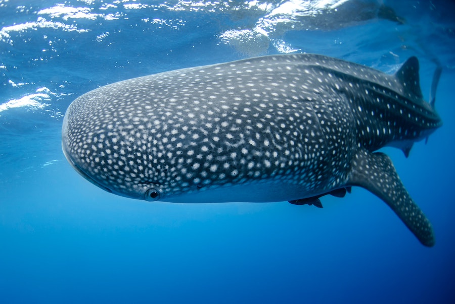 Requin baleine - nager avec les requins baleine aux philippines activité insolite