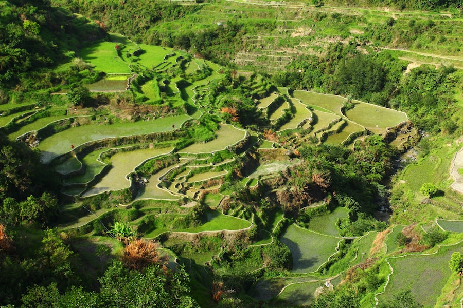 Rizières en terrasses de la Province Ifugao aux Philippines