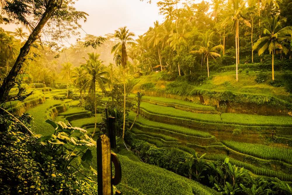 Rizières en terrasse à Ubud, Bali, Indonésie