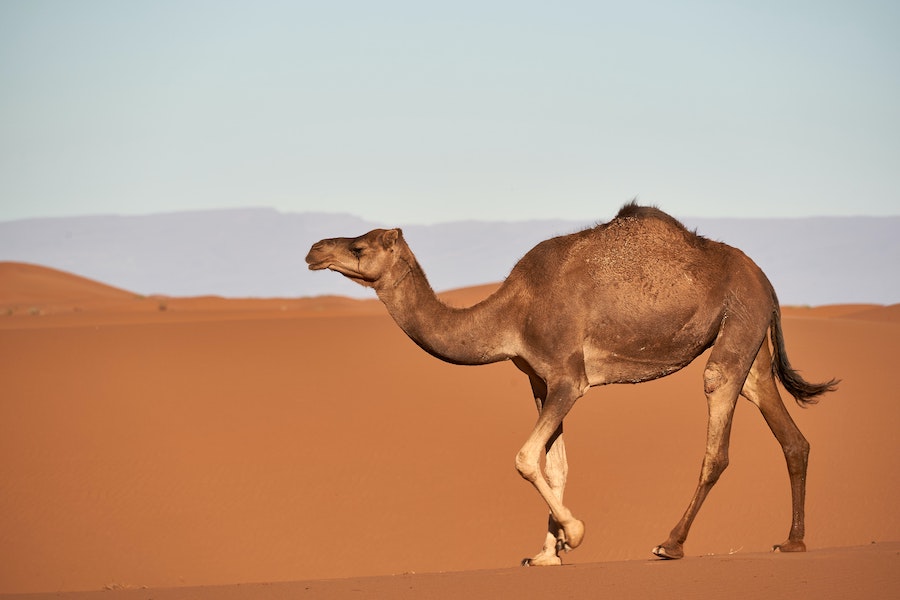 Dromadaire dans le désert Marocain