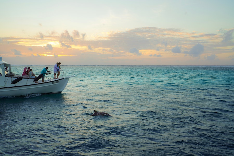 Excursion pour aller voir des Dauphins aux Maldives