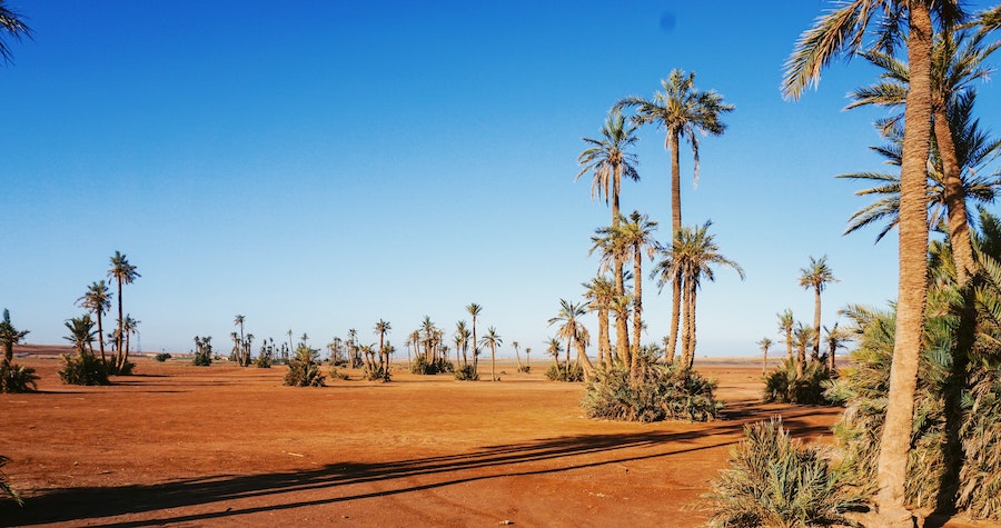 Palmerais à Marrakech au Maroc