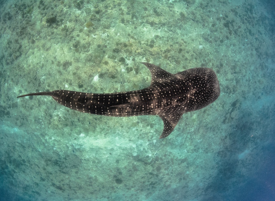 Petit requin baleine dans les eaux des Maldives