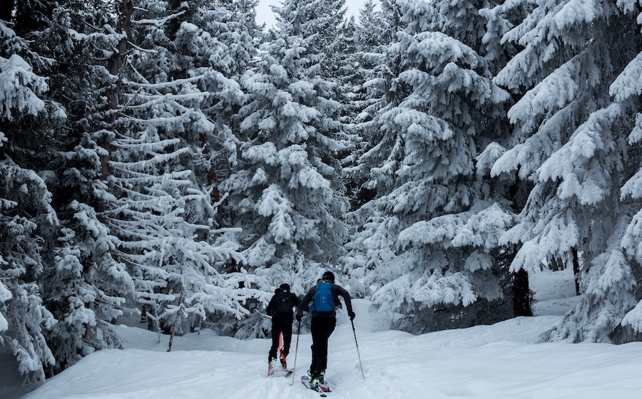 Randonnée en ski de fond en Laponie au milieu des sapins enneigés