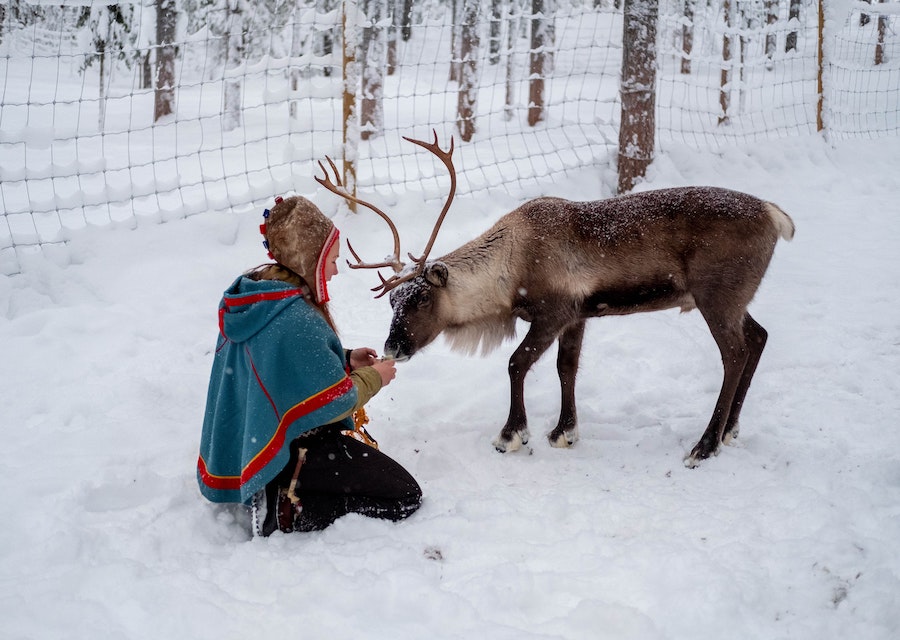 Rencontre avec un renne dans un village Sami en Laponie