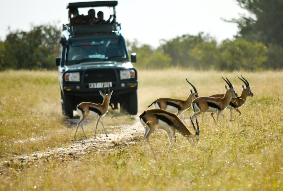 Jeep faisant un safari - animaux sauvages