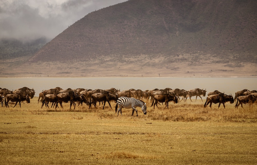 Troupeau d'animaux sauvages dans la savane - safari en Afrique