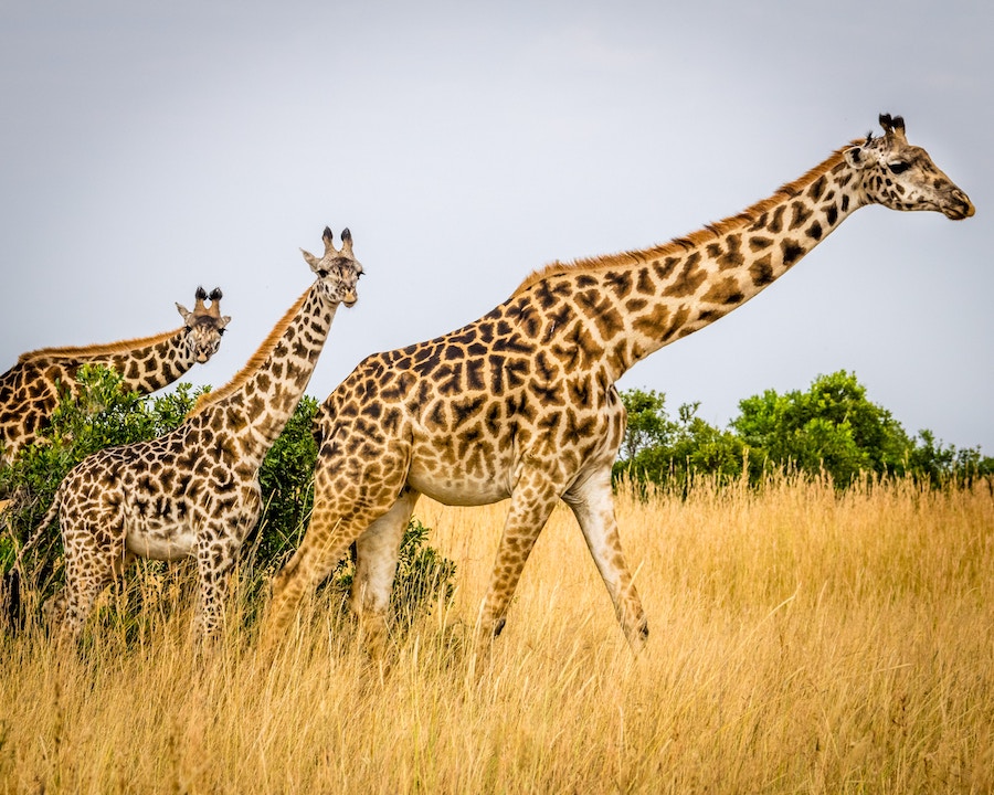Giraffes dans la savane safari
