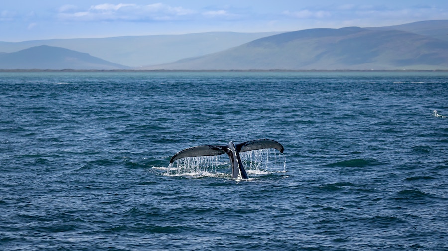 Excursion pour aller voir les baleines en Nouvelle Zélande